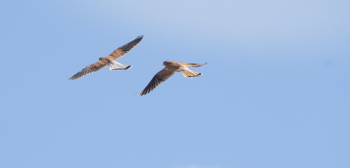 Nankeen Kestrel - ML646337421