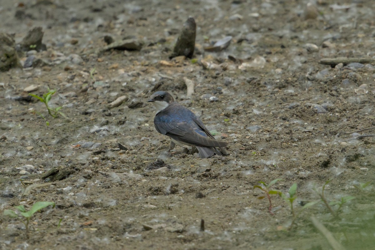 Tree Swallow - ML646337423