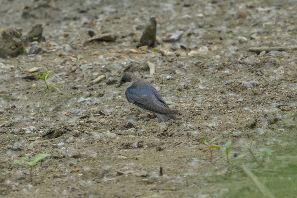 Tree Swallow - ML646337424