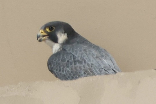 Peregrine Falcon - ML646337429