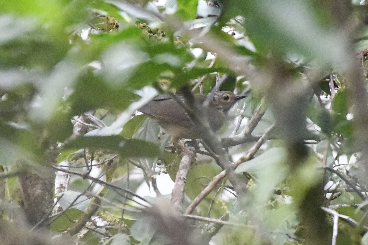 White-throated Thrush - ML646337437