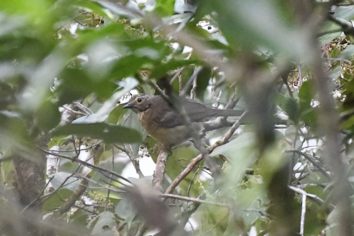 White-throated Thrush - ML646337438