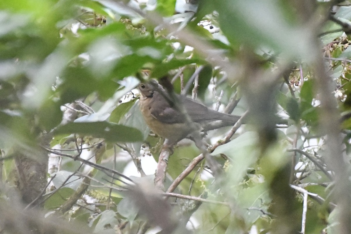 White-throated Thrush - ML646337439