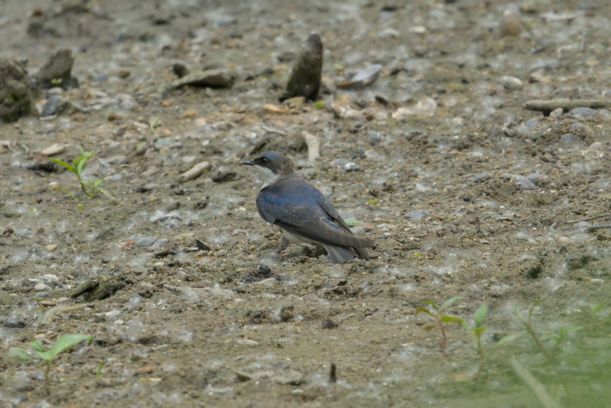Tree Swallow - ML646337444