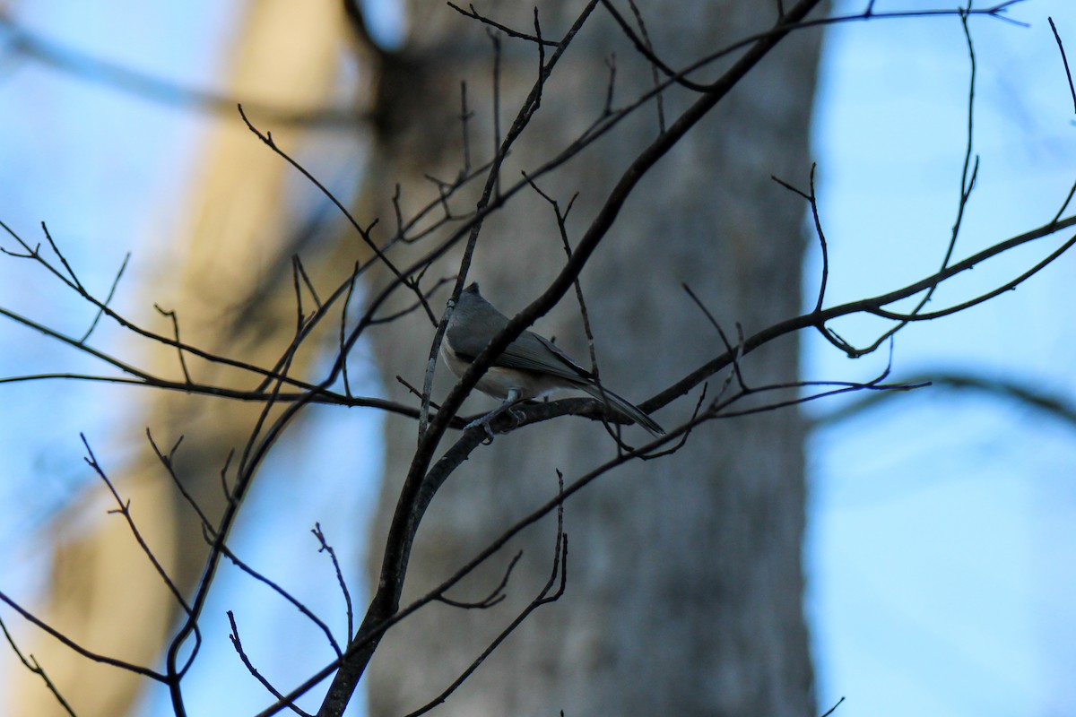 Tufted Titmouse - ML646337451