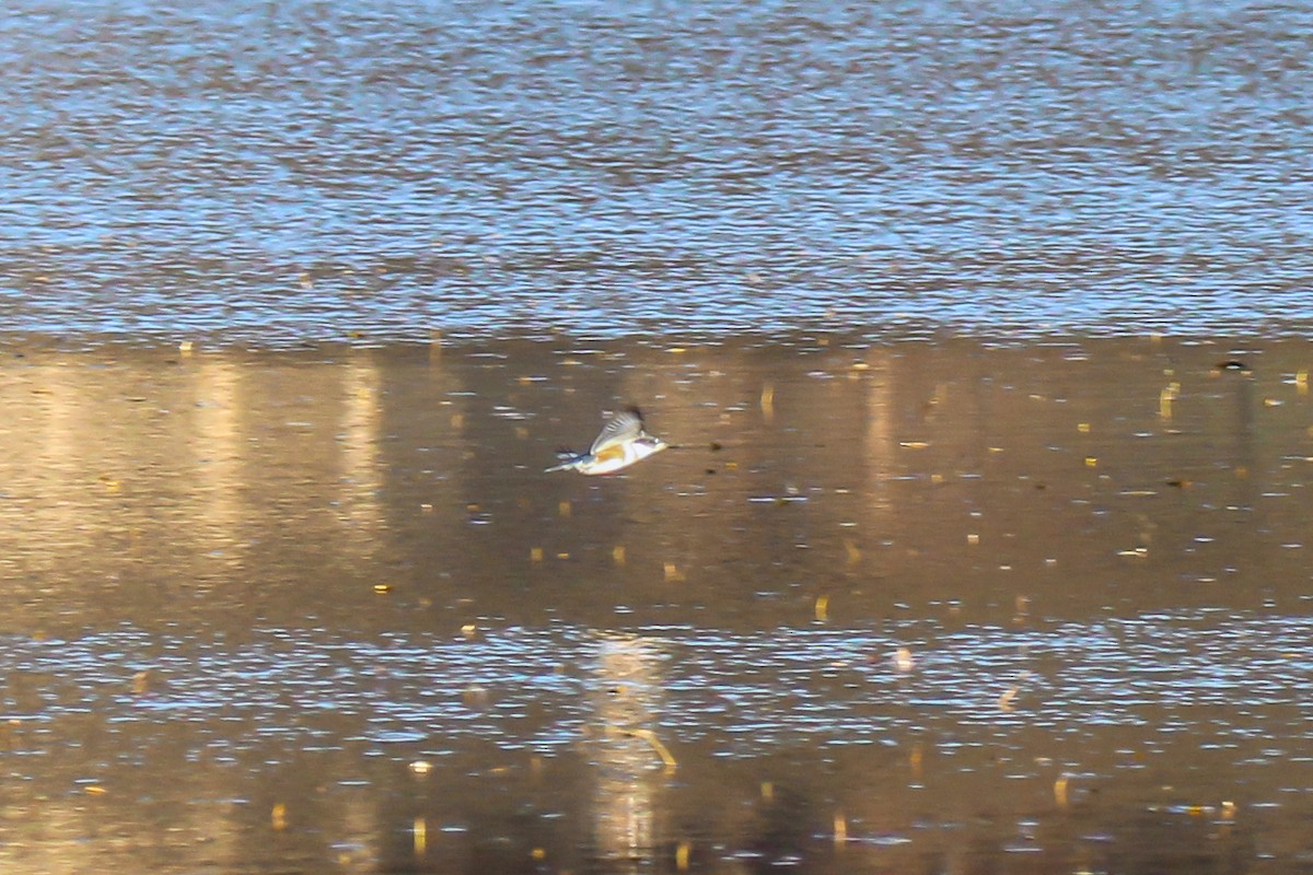 rybařík pruhoprsý - ML646337462