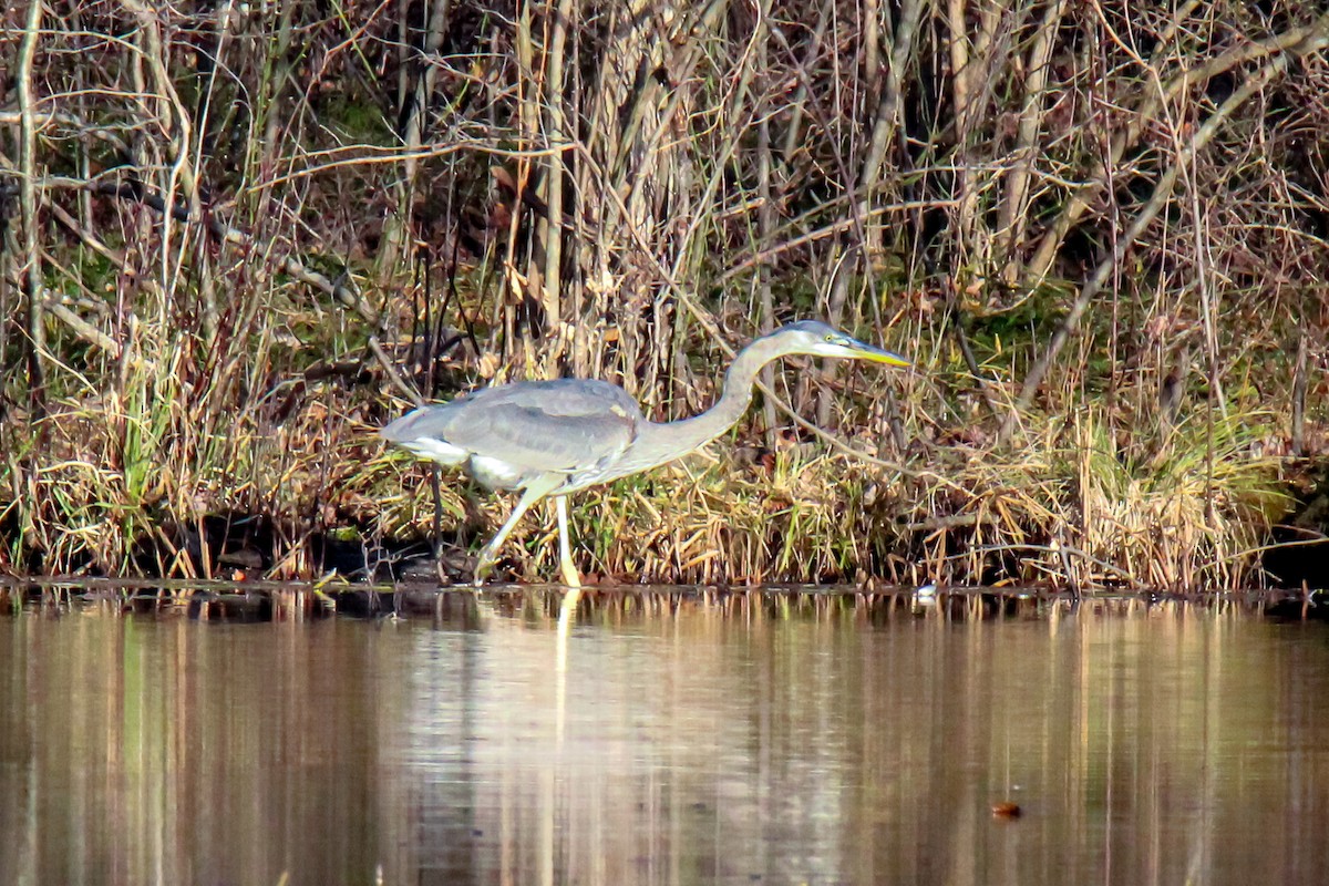 Great Blue Heron - ML646337463