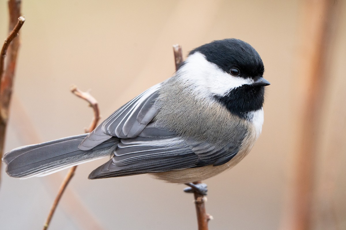Black-capped Chickadee - ML646337469
