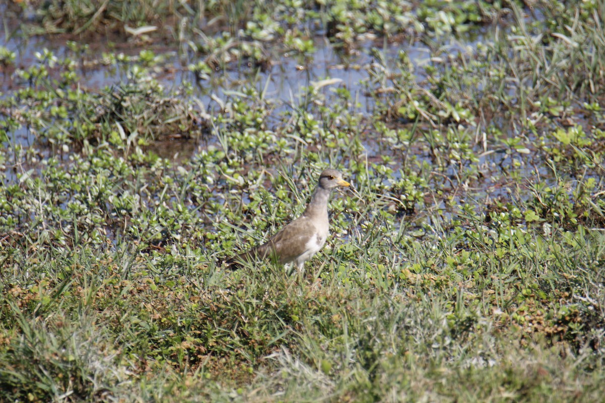 Avefría Ceniza - ML646337471