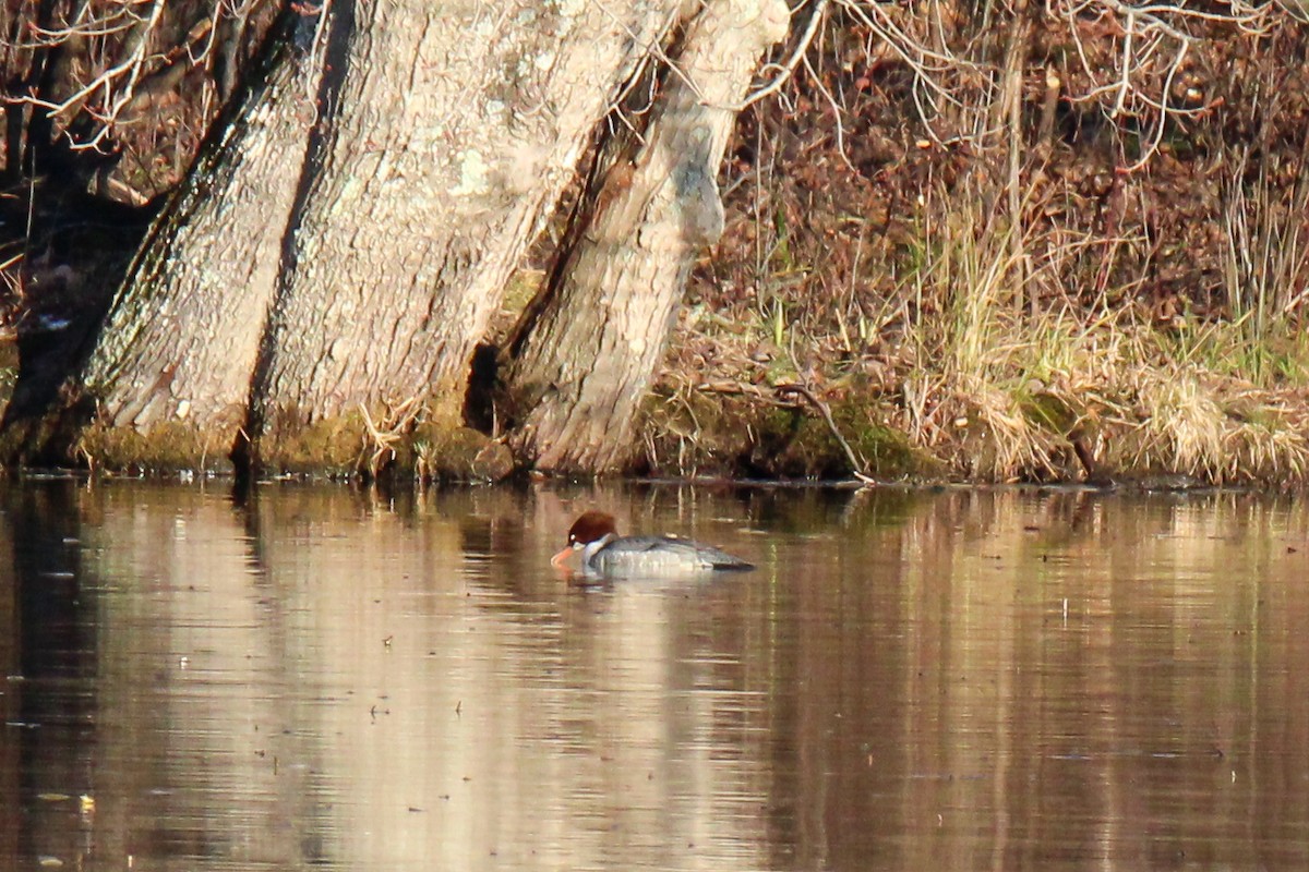 Common Merganser - ML646337475