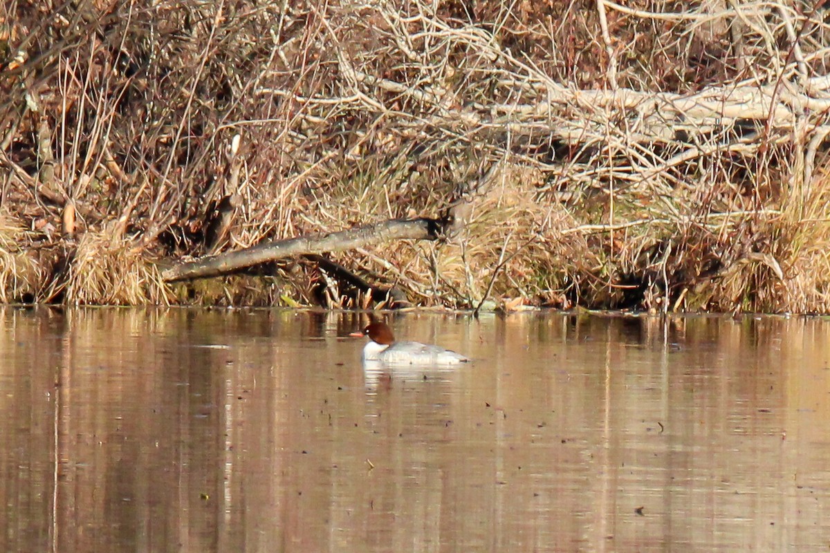 Common Merganser - ML646337477