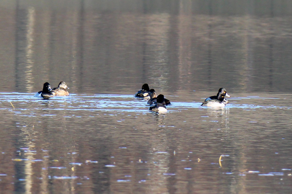 Ring-necked Duck - ML646337480