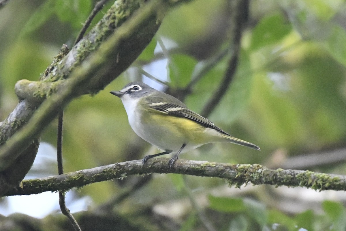 Graukopfvireo - ML646337482