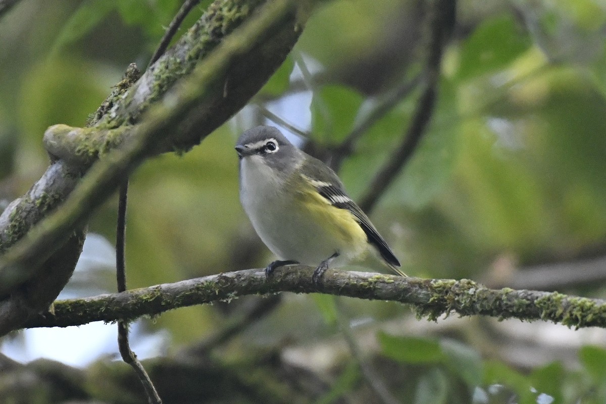 Graukopfvireo - ML646337483