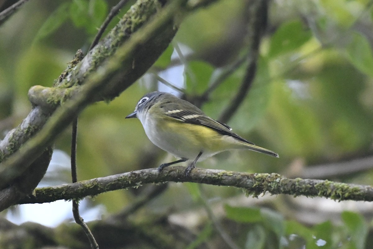 Graukopfvireo - ML646337484