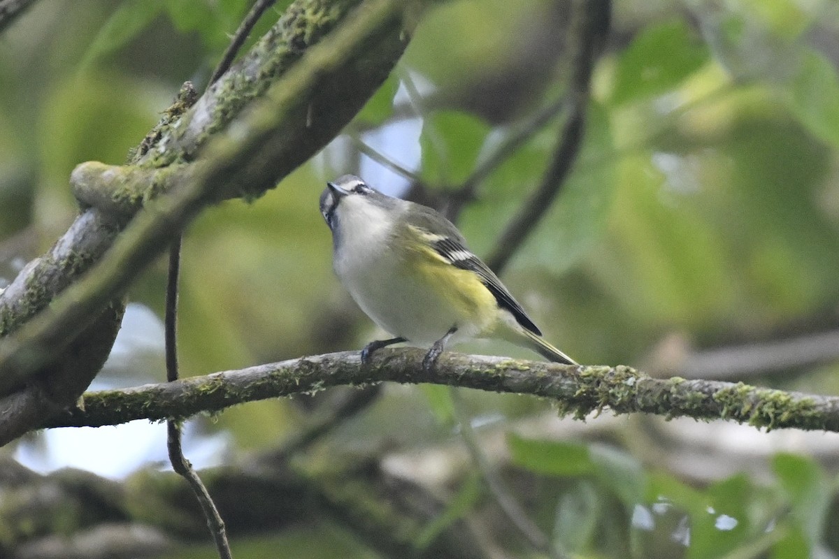 Graukopfvireo - ML646337485