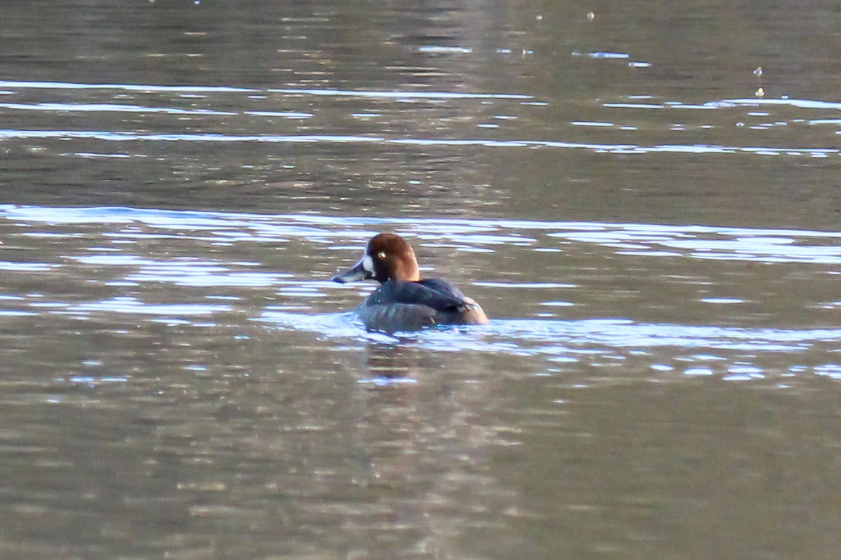 Lesser Scaup - ML646337494