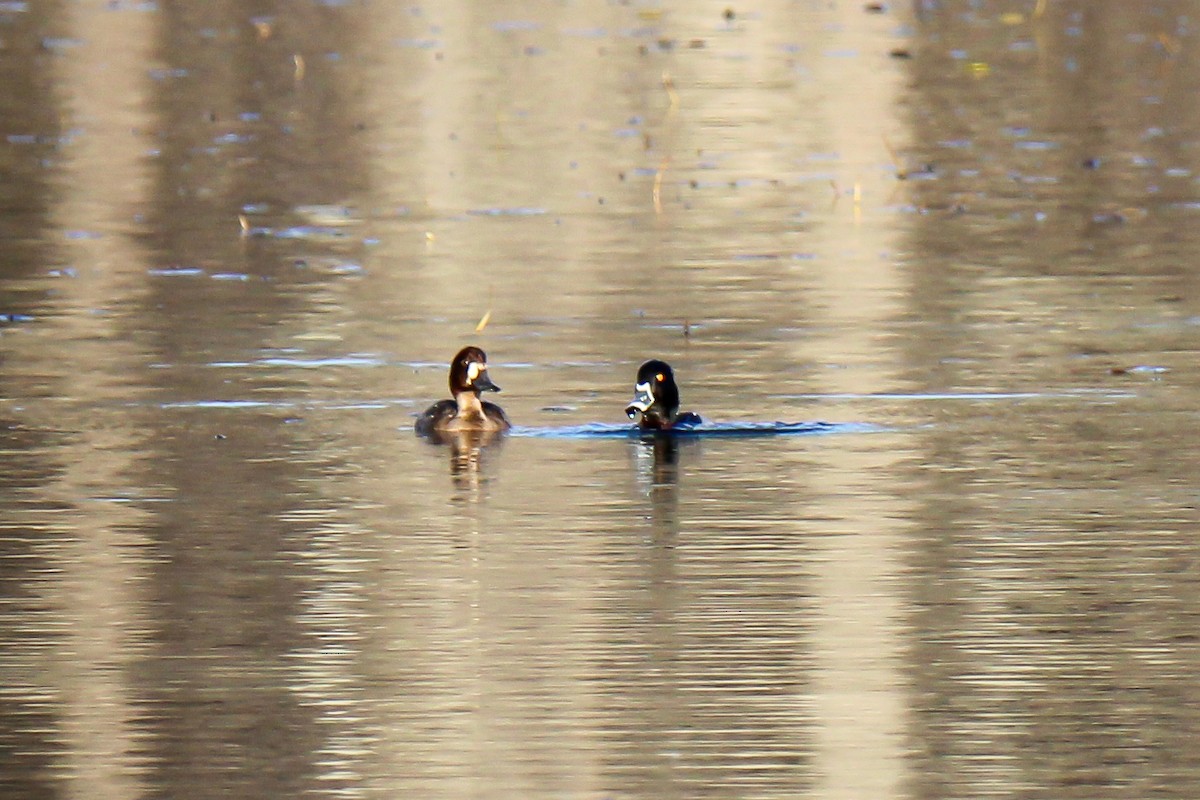 Lesser Scaup - ML646337495