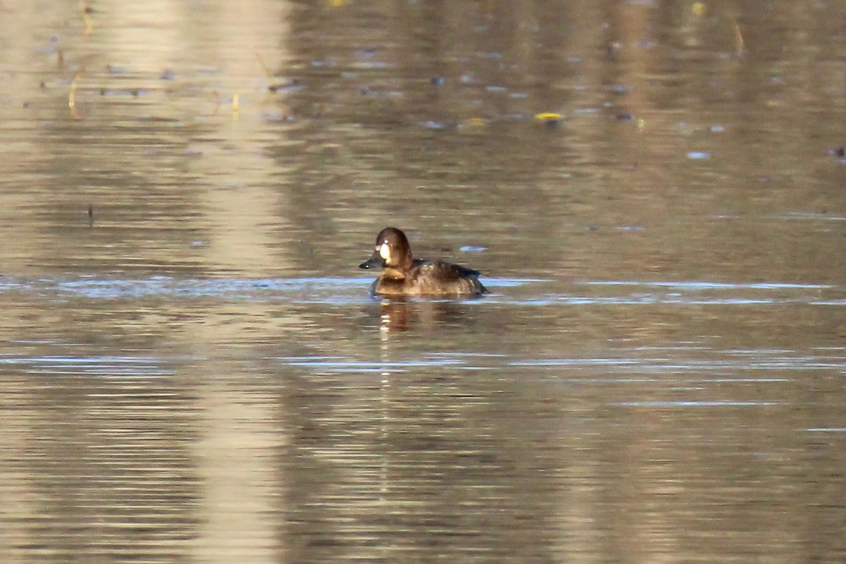 Lesser Scaup - ML646337496