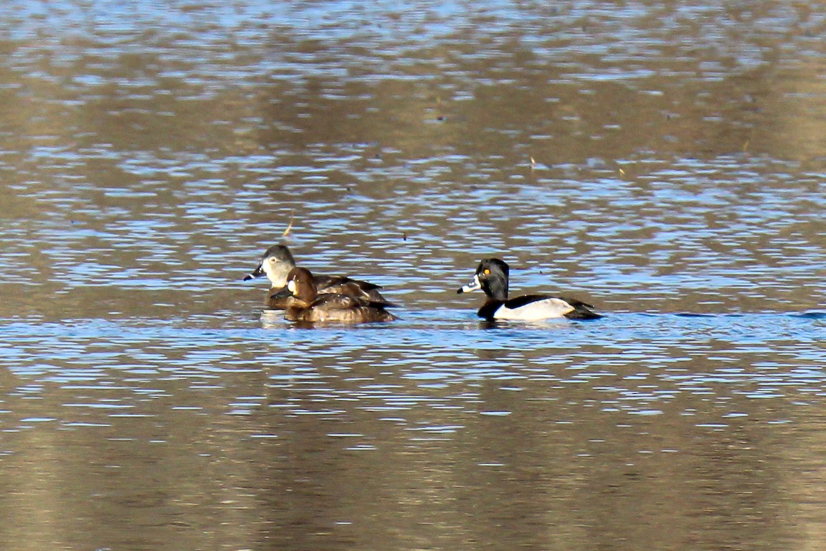 Ring-necked Duck - ML646337500