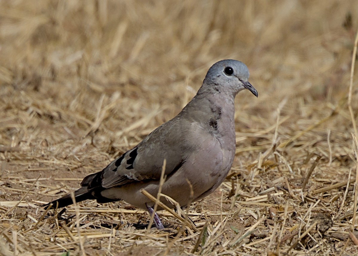 Palomita Aliverde - ML646337504