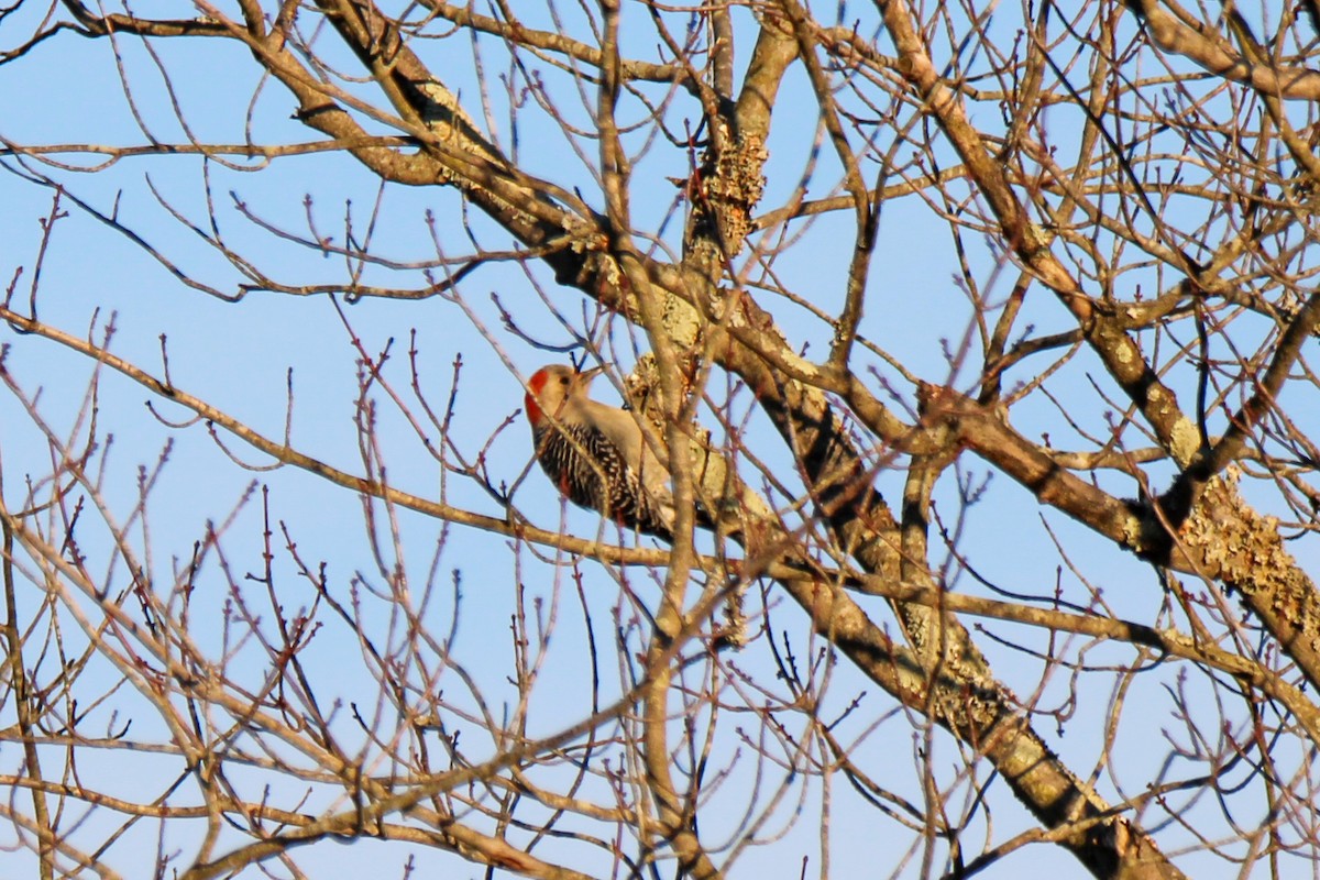 Red-bellied Woodpecker - ML646337509