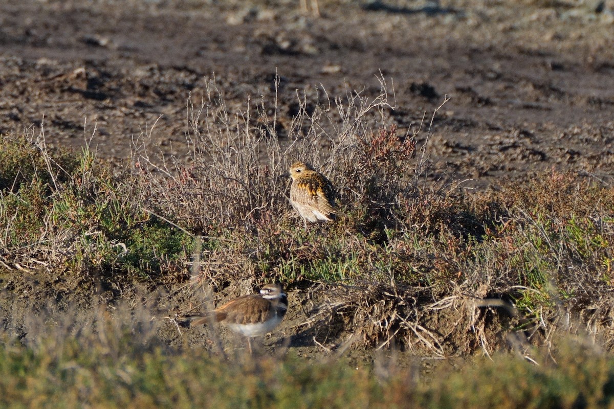 Pacific Golden-Plover - ML646337512