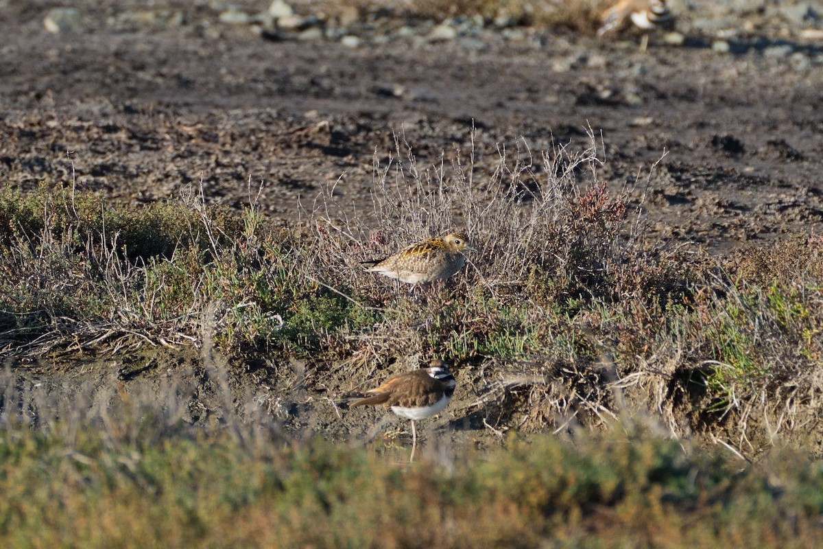 Pacific Golden-Plover - ML646337513