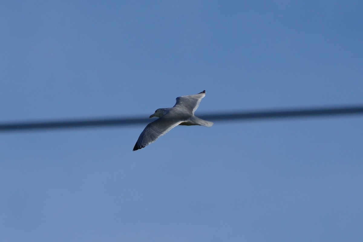 American Herring Gull - ML646337514