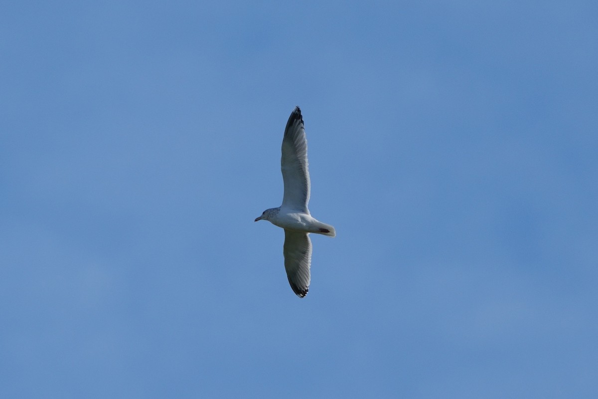 American Herring Gull - ML646337515