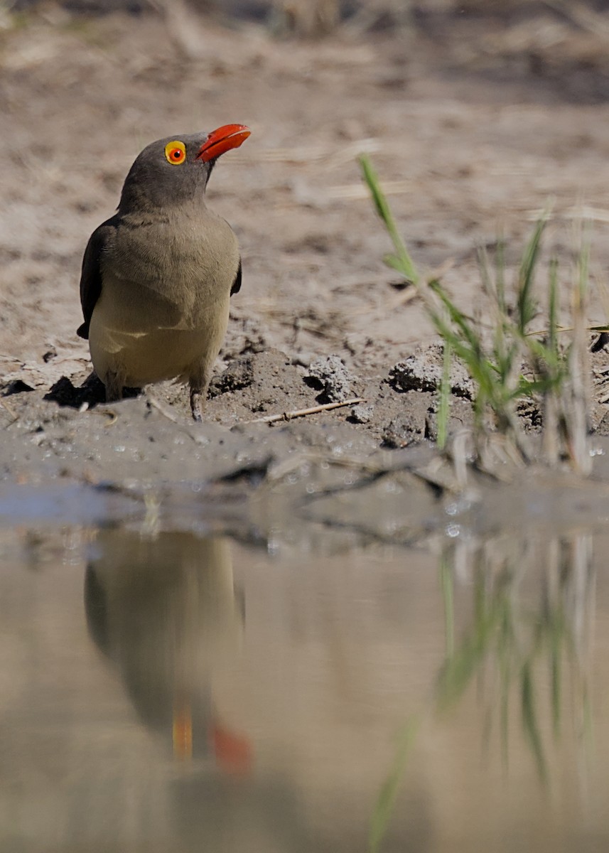 Red-billed Oxpecker - ML646337516