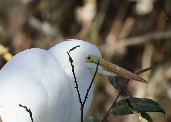 Garceta Grande - ML646337517