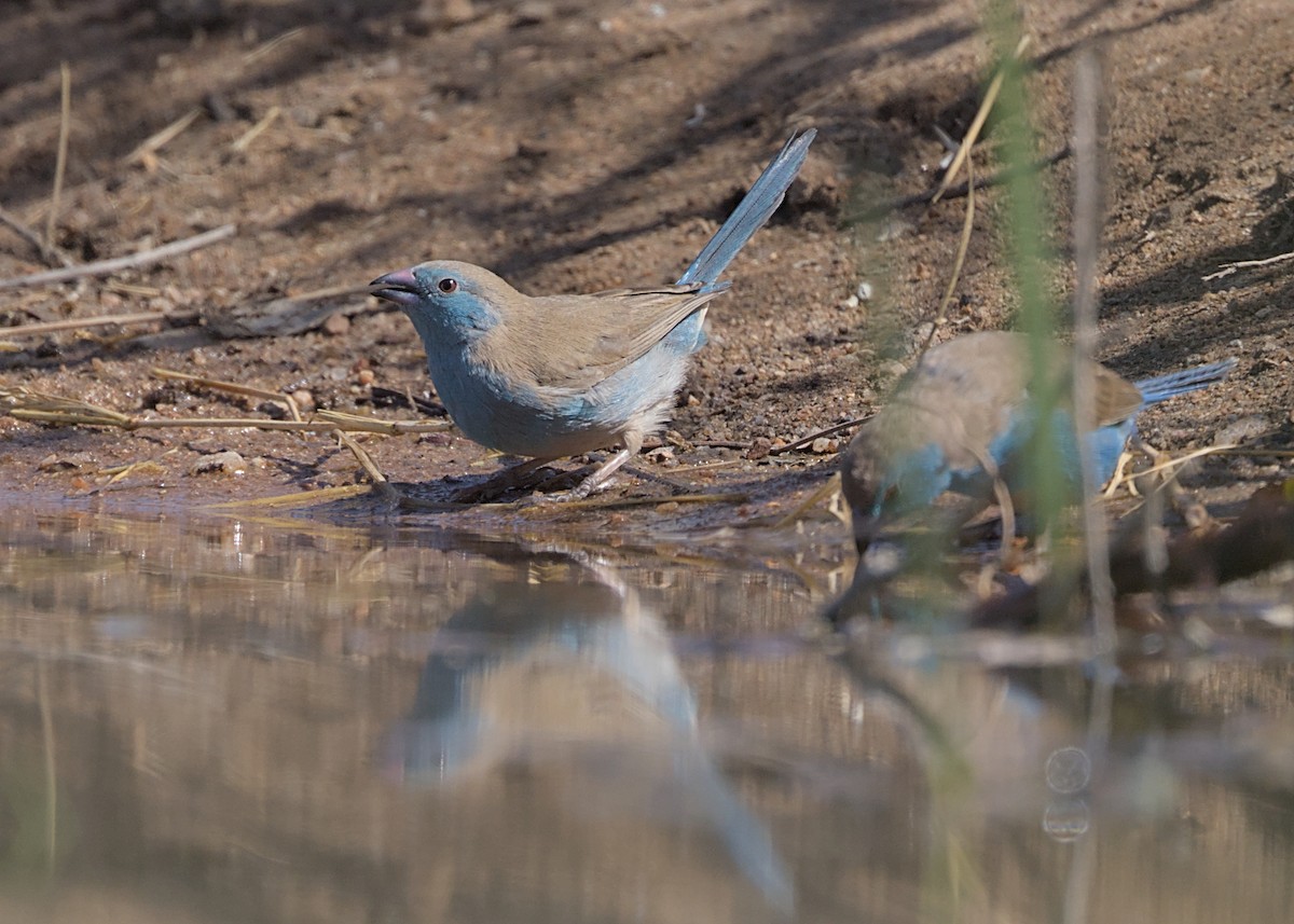 Azulito Angoleño - ML646337518