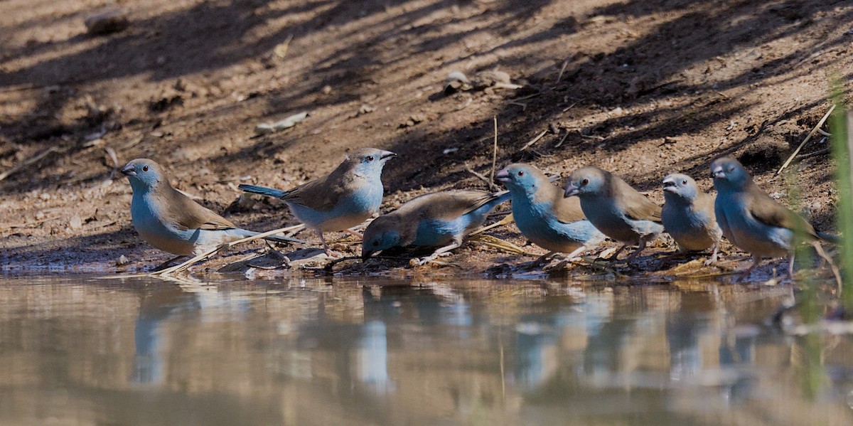 Azulito Angoleño - ML646337519