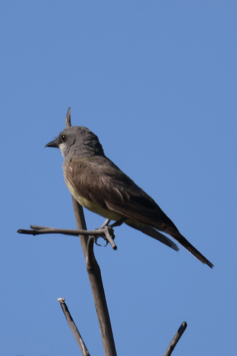 Tirano Gritón - ML646337521