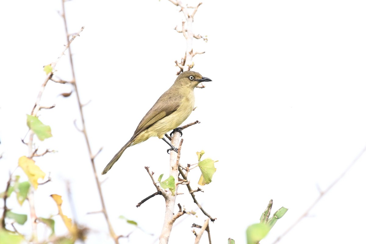 Bulbul de Zanzíbar - ML646337522