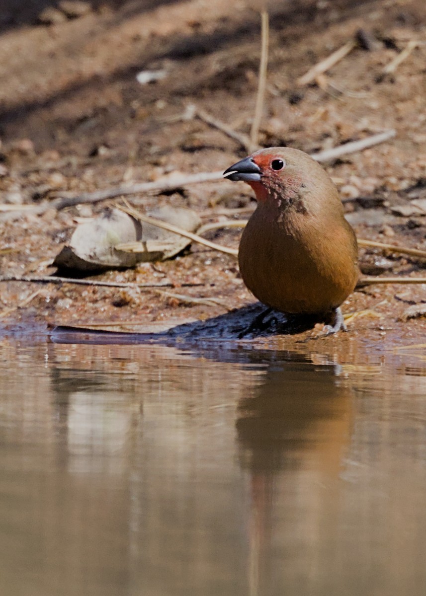 Amaranta de Jameson - ML646337523