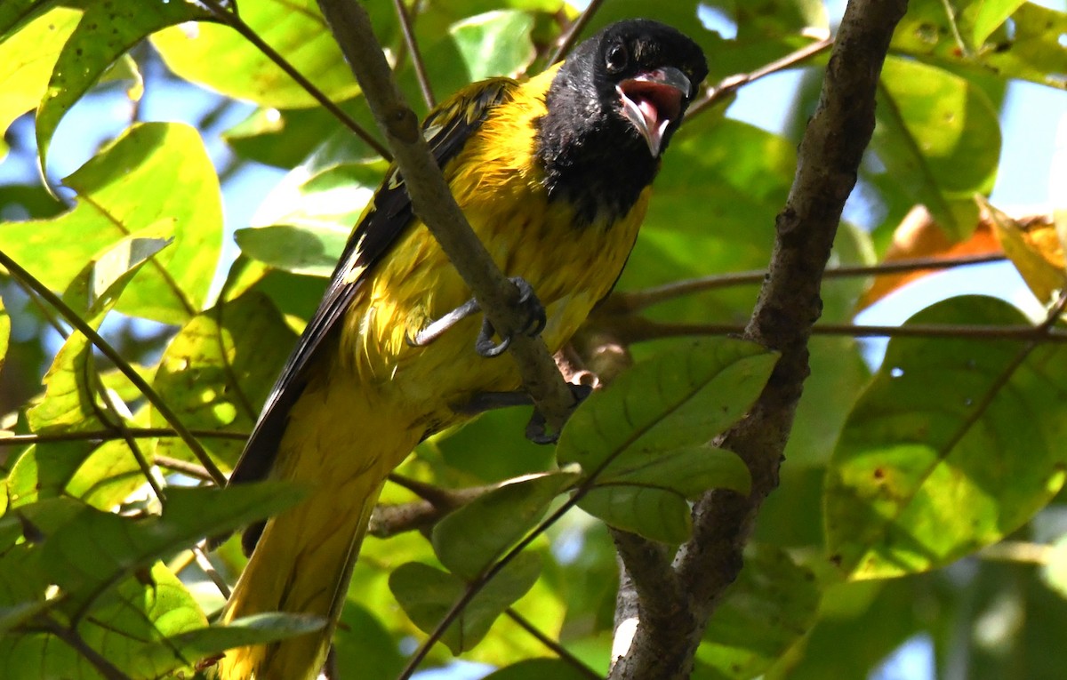 Oropéndola Encapuchada - ML646337525