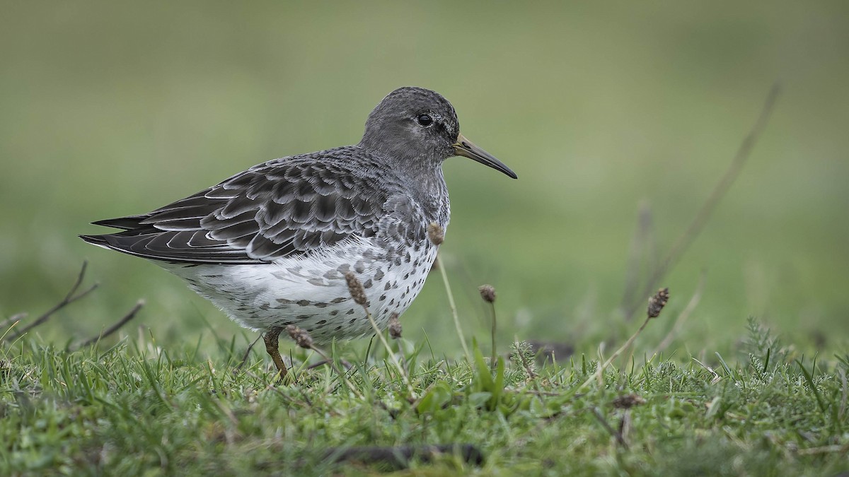 Correlimos Roquero - ML646337526