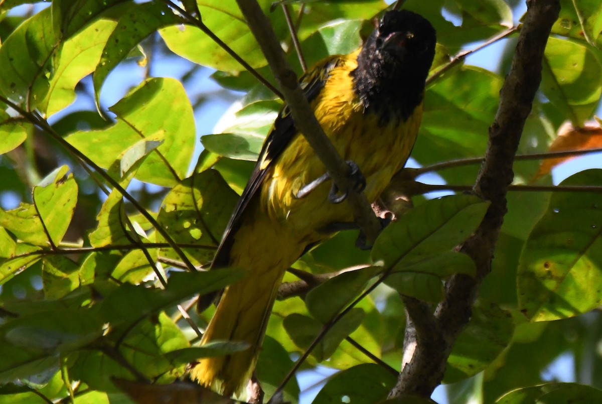 Oropéndola Encapuchada - ML646337529