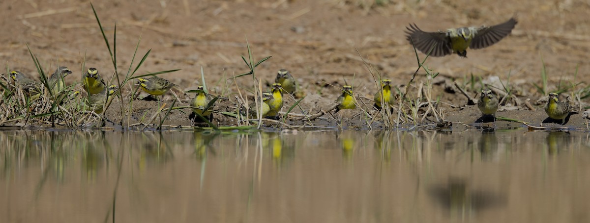 Serín Frentiamarillo - ML646337530