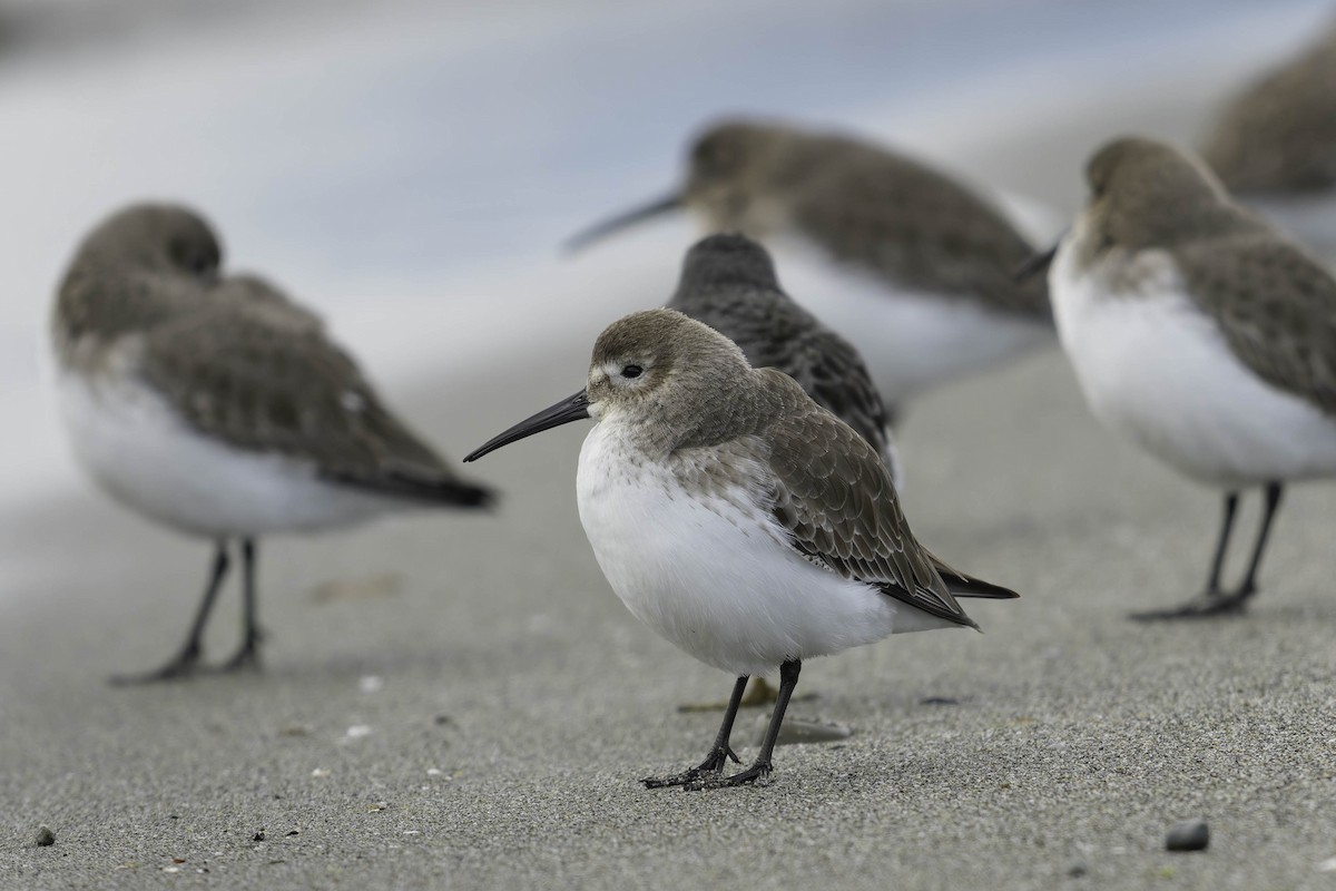 Correlimos Común - ML646337531