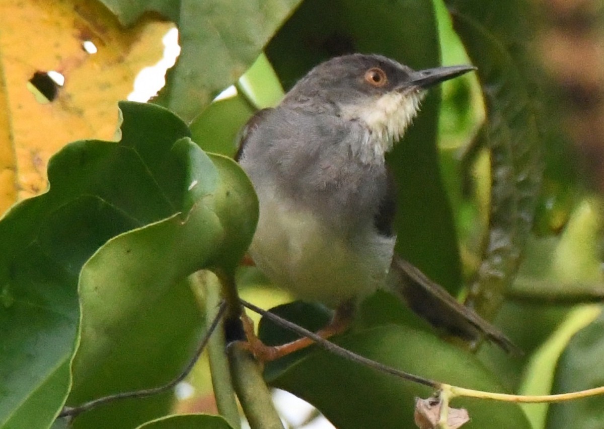 Prinia de Hodgson - ML646337532