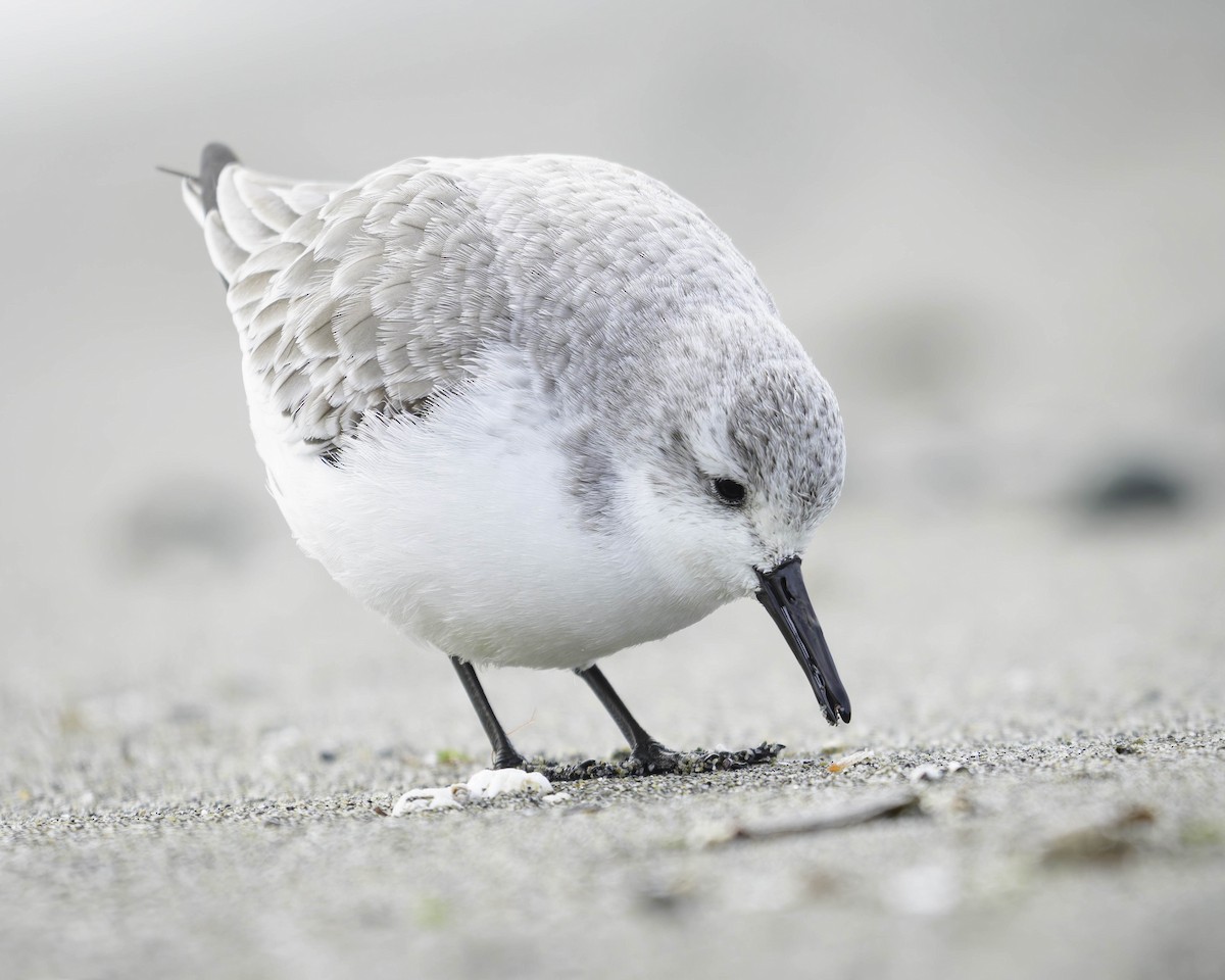 Correlimos Tridáctilo - ML646337534