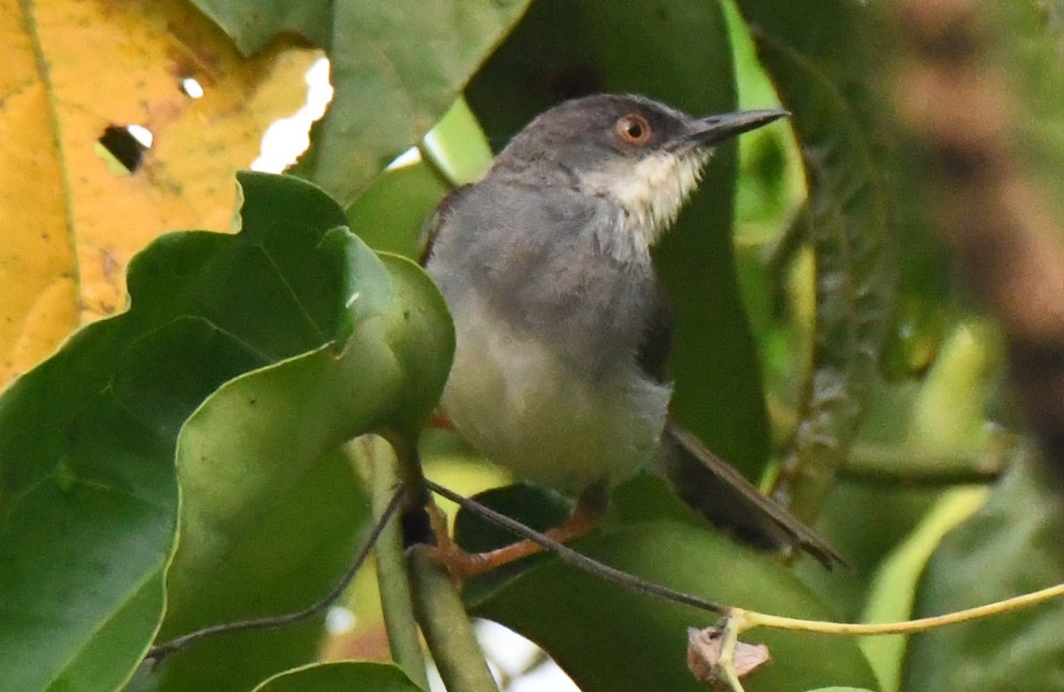 Prinia de Hodgson - ML646337535