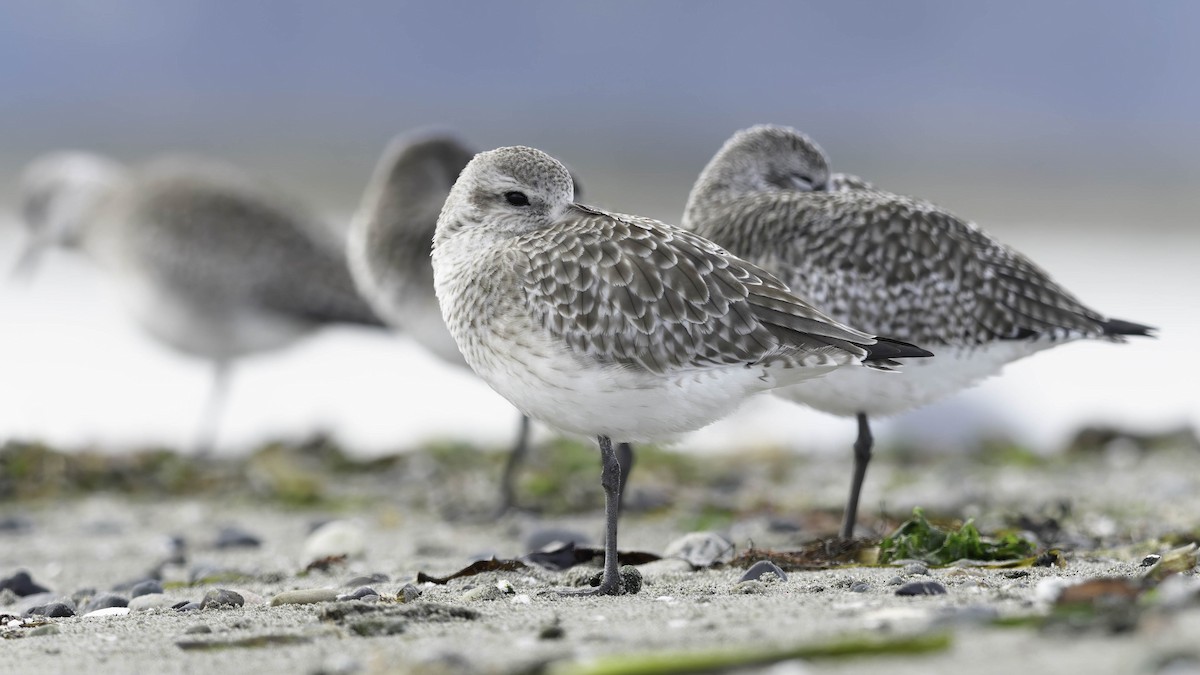 Chorlito Gris - ML646337536