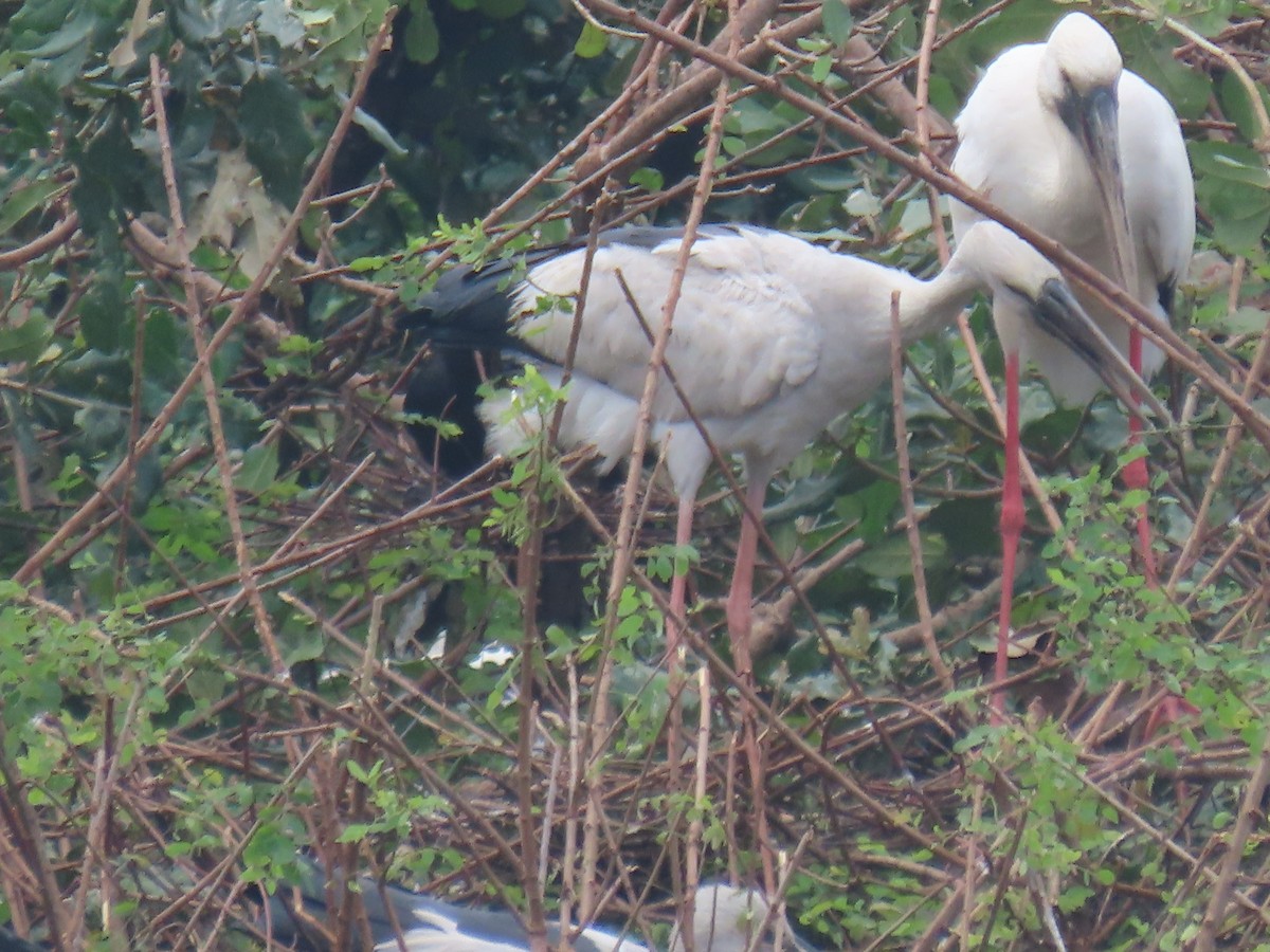 Picotenaza Asiático - ML646337537