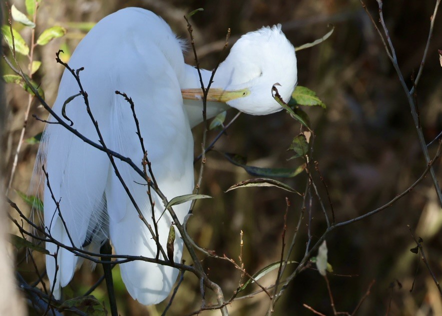 Garceta Grande - ML646337538