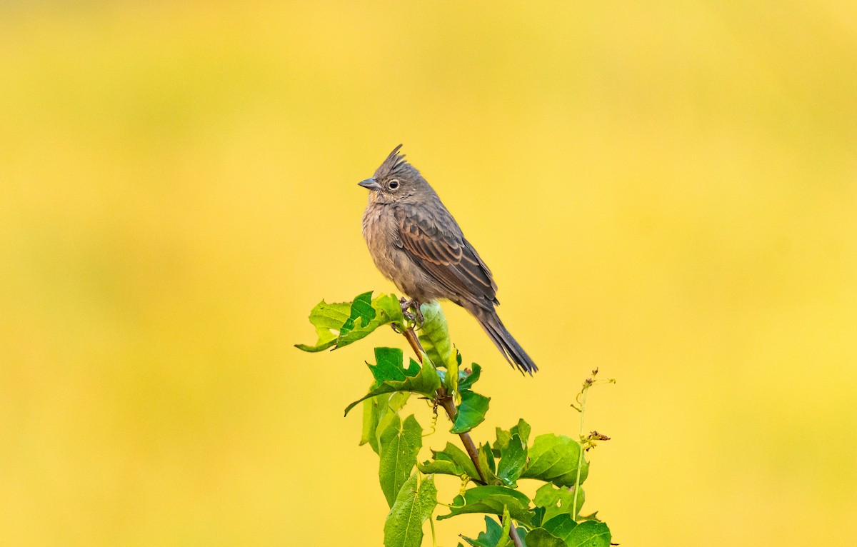 Escribano Crestado - ML646337539