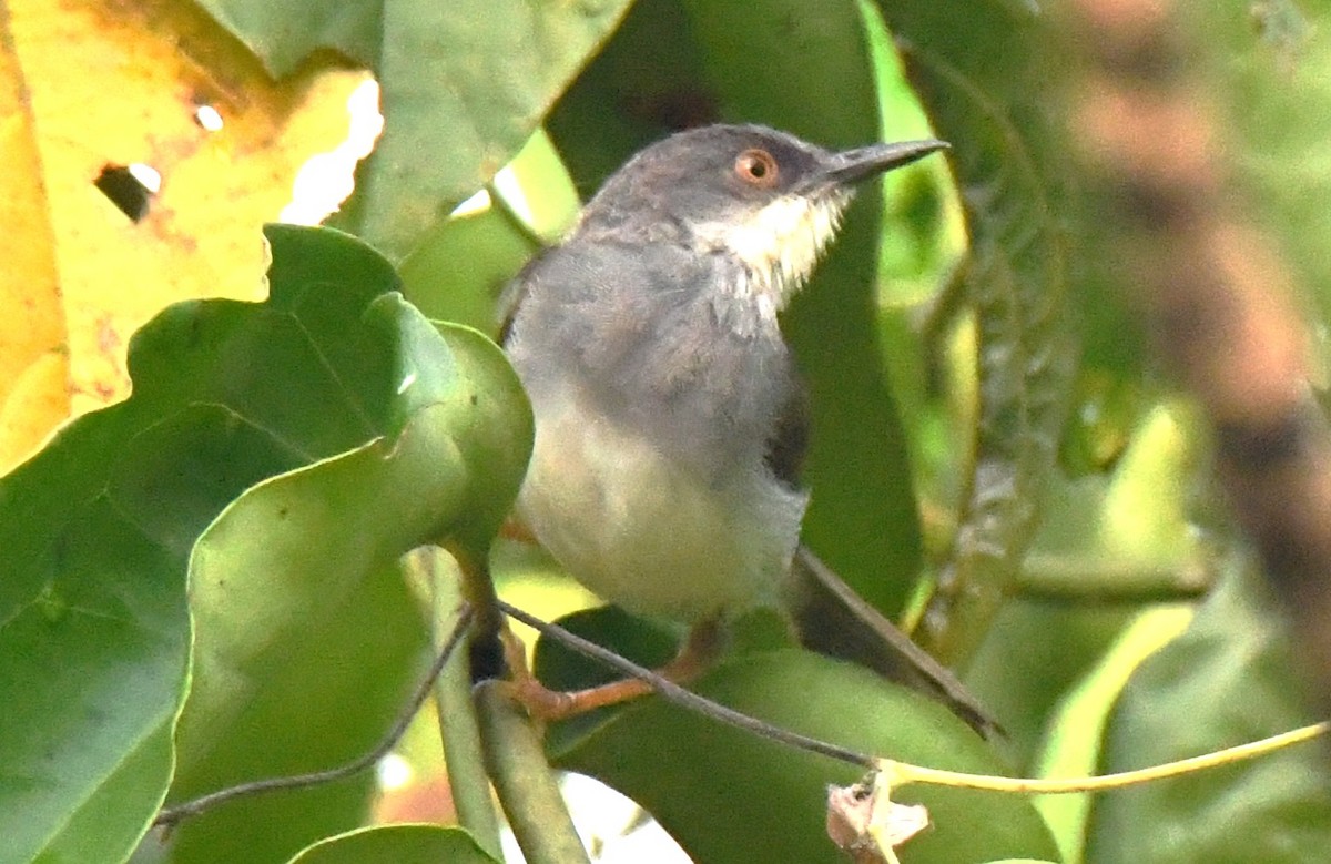 Prinia de Hodgson - ML646337540